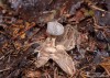 hvězdovka límečková (Houby), Geastrum striatum (Fungi)